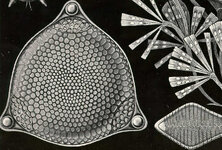 naturpattern 01.jpg