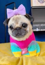sweaterdog.JPG