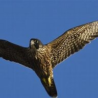 duckhawk
